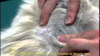 Facts about Fleas [upl. by Aradnahc]