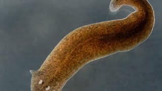 Planaria Reproduction [upl. by Philo]