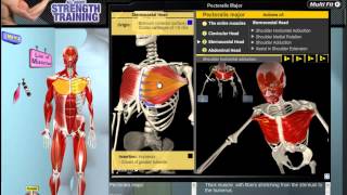 Pectoralis Major Muscle Motion Anatomy amp Kinesiology [upl. by Elianore]