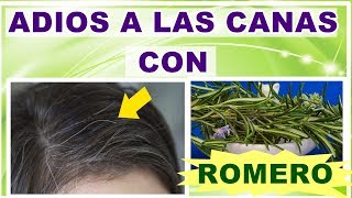 🔴🟡🟢 OSCURECE TUS CANAS CON ROMERO y ALOE VERA ✅Sin tinte ¡¡¡ [upl. by Lalib]