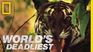 Tiger vs Monkeys  Worlds Deadliest [upl. by Anuahsat]