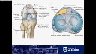 Articulación de la Rodilla [upl. by Yttak]