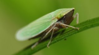 Quick Clip Leafhoppers and Grasshoppers [upl. by Eremahs872]