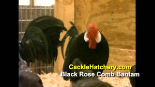 Black Rose Comb Bantam Chicken Breed  Cackle Hatchery [upl. by Kermit]