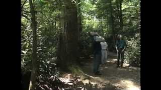 OldGrowth Forests Pennsylvanias Forgotten Giants [upl. by Alyks18]