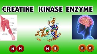 CREATINE KINASE Enzyme  Clear Over View [upl. by Anitan63]