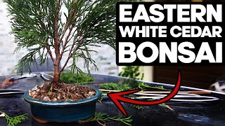 How to Bonsai an Eastern White Cedar🌲Thuja Occidentalis [upl. by Docilu942]