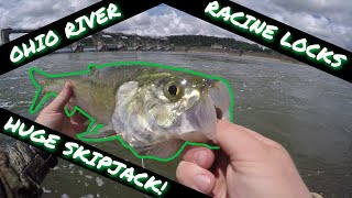 CRAZY Action at Racine Locks amp Dam on the Ohio River  Hybrids Skipjack SMBLMB [upl. by Eniloj900]