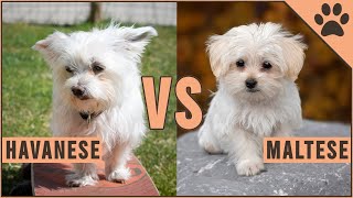 Havanese vs Maltese  Dog Breed Comparison [upl. by Pump]