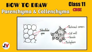 how to draw parenchyma tissue how to draw collenchyma cells [upl. by Garvy]