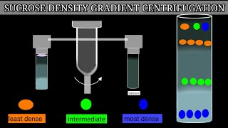 Sucrose Density Gradient Centrifugation [upl. by Marsh]