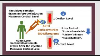 Pharma Tube  104  Endocrine System  3  ACTH TSH and Gonadotropins FSH and LH [upl. by Corina435]