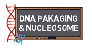 DNA Packaging amp Nucleosome  Chromosome Formation  Pocket Bio [upl. by Yenwat]