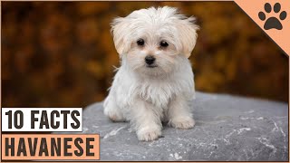 Havanese Dog Breed  Top 10 Facts  Dog World [upl. by Ynehteb]