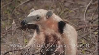 Wildlife of Brazils Pantanal  Part II  2018 [upl. by Amerak518]