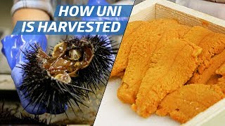 How Sea Urchin Uni Is Processed Commercially — How to Make It [upl. by Cain]