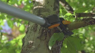 How to use tree pruners and branch saws [upl. by Grefer978]