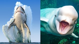 31 Animales Marinos Increíbles y Hermosos🐋 [upl. by Douty]