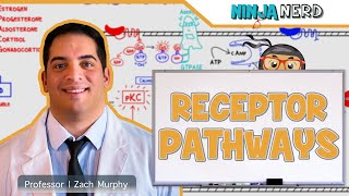 Endocrinology  Receptor Pathways [upl. by Bonucci]