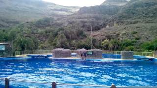 Palmitos park  Maspalomas Gran Canaria  Dolphin Show [upl. by Atikihs337]