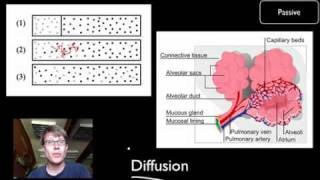 Transport Across Cell Membranes [upl. by Malim]