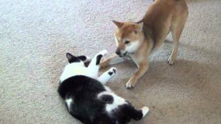 Shiba inu playing with cat [upl. by Mikiso]