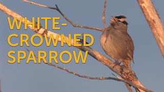 Whitecrowned Sparrow Song [upl. by Elrebmik]