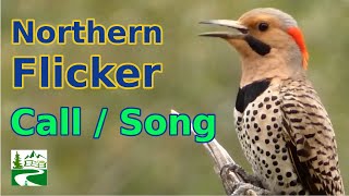 Northern flicker call  song  sounds  Woodpecker Bird [upl. by Marfe]