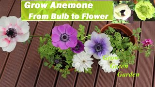 Growing Anemone from Bulb to Flower [upl. by Delastre]