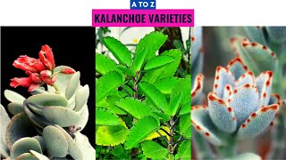 Kalanchoe Varieties A to Z [upl. by Marley]