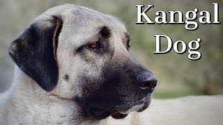 Kangal Training Tips [upl. by Nimra]