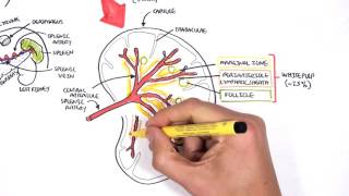 Spleen Anatomy and Physiology [upl. by Amarette]