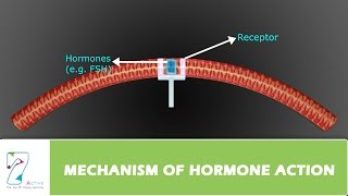 MECHANISM OF HORMONE ACTION [upl. by Cassius]