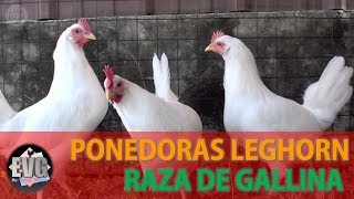 Gallinas Leghorn  Raza de Gallina Ponedora [upl. by Konikow]