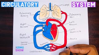 How To Draw Double circulatory System  step by step tutorial [upl. by Jotham443]