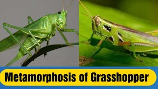 Metamorphosis of grasshopper [upl. by Carn]