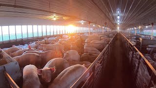 Hog Farming in Northwest Iowa [upl. by Nosinned]