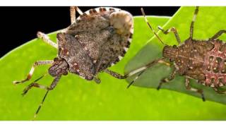 How to Get Rid of Stink Bugs  Pest Control [upl. by Bear]