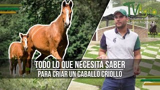 Todo lo que Necesita Saber para Criar un Caballo Criollo  TvAgro por Juan Gonzalo Angel [upl. by Brigida]