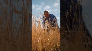 How Modern Wheat Changed Farming [upl. by Anialed616]