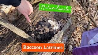 Racoon Latrines [upl. by Aciret]