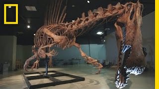 Bigger Than T rex Spinosaurus  National Geographic [upl. by Nahc329]