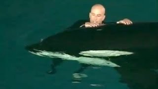 Caught on tape Whale nearly drowns SeaWorld trainer [upl. by Anelrats]