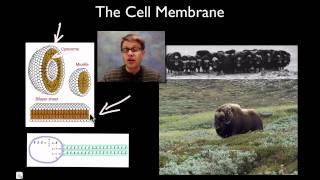 The Cell Membrane [upl. by Nimref]