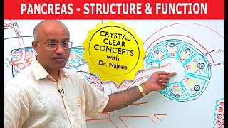 Pancreas  Structure and Function [upl. by Masson]