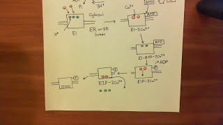 The Sarco  Endoplasmic Reticulum Calcium ATPase SERCA Part 3 [upl. by Gurolinick]