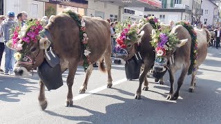 Alpabfahrt Schüpfheim 2392017 [upl. by Ainar488]