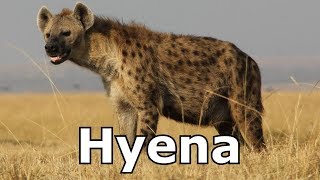 Hyène tachetée  Pastille à Pairi Daiza  Spotted hyena  Gevlekte hyena [upl. by Berni]