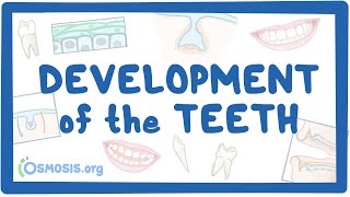 Development of the Teeth [upl. by Naoh]