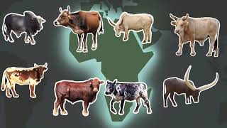 Africas unique genetic resources  cattle [upl. by Nosahc]